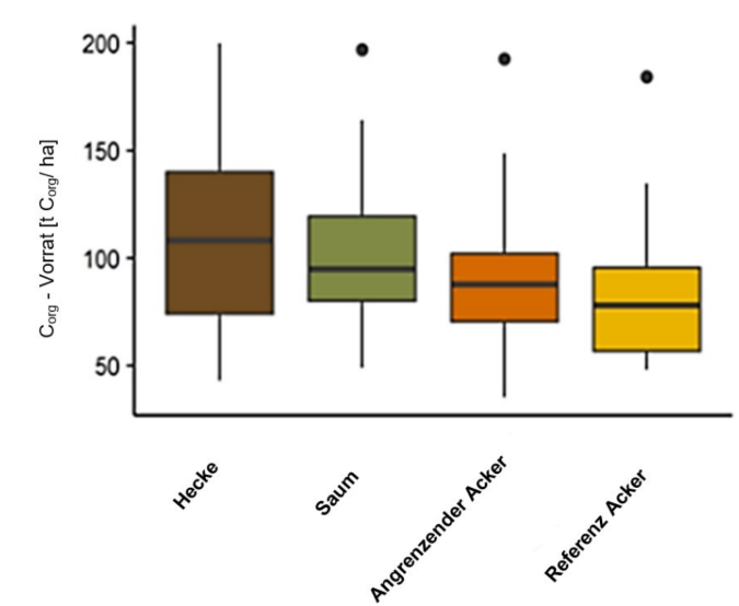 Boxplot: organischer Kohlenstoffvorrat (t C_org/ha) für Hecke, Saum, angrenzenden Acker und Referenzacker.